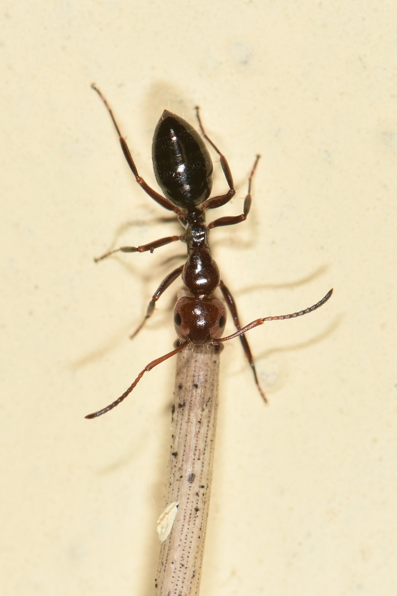 Formica da traino: Camponotus lateralis